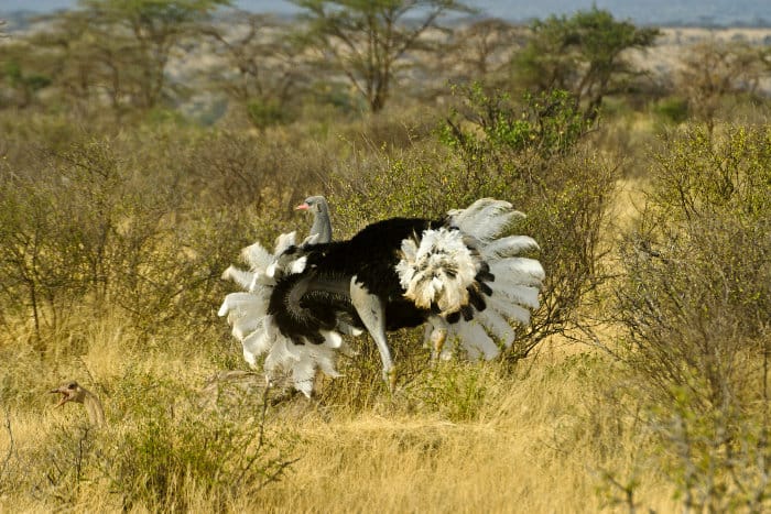 Male Somali ostrich doing the mating dance to attract the female