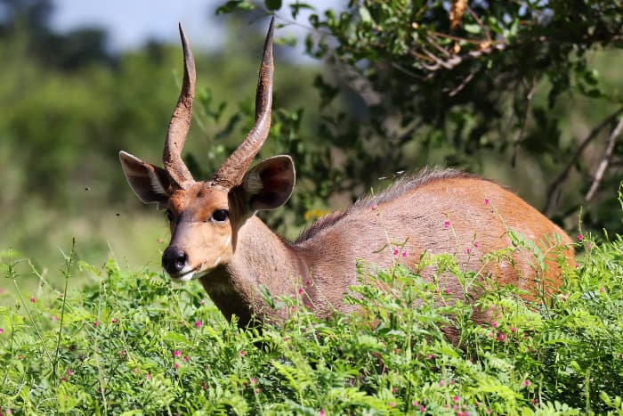 Male bushbuck with spiral horns