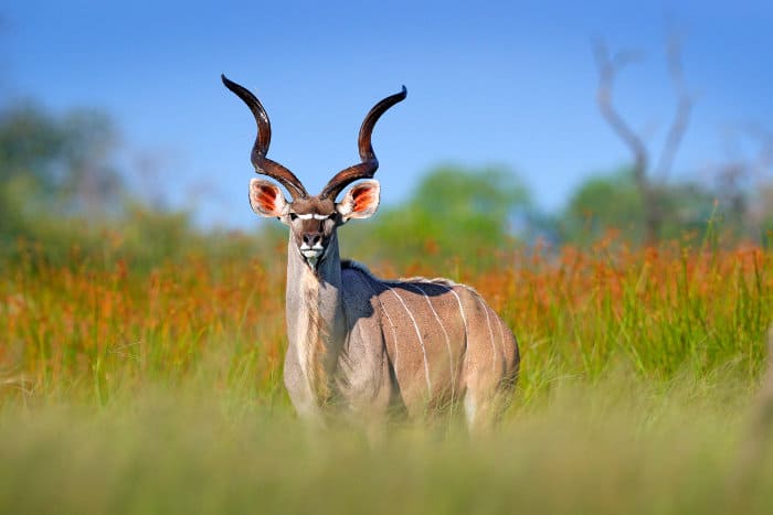 Majestic male greater kudu with spiral horns