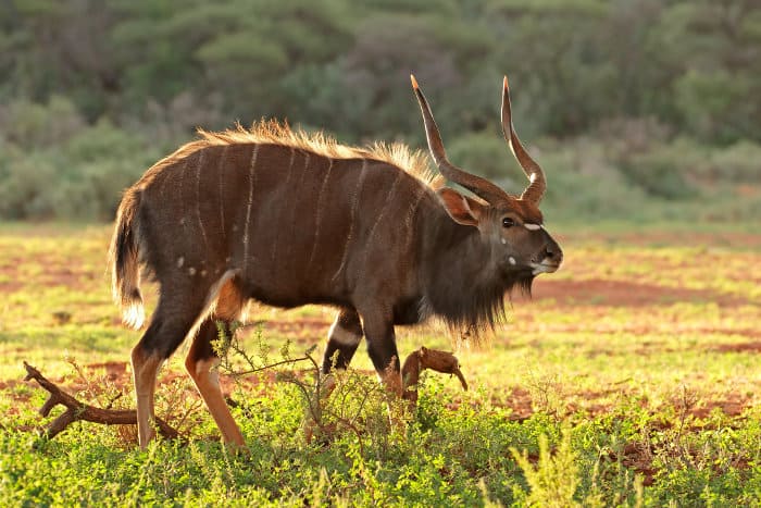 Magnificent male nyala with spiral horns