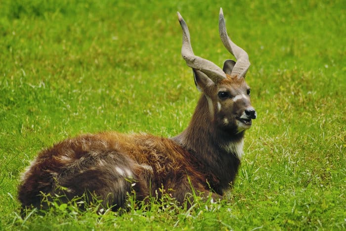Male sitatunga with spiral horns