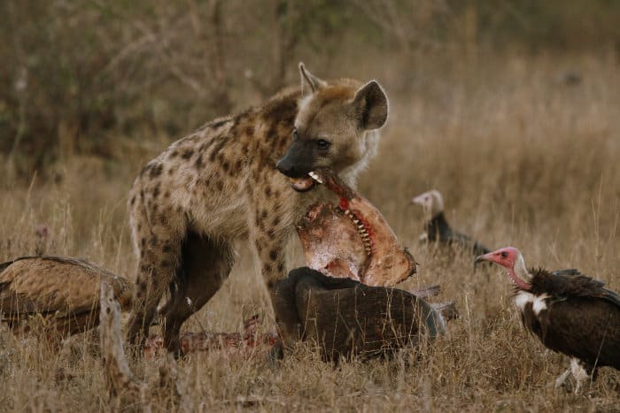 Spotted hyena chewing on the jaw of a dead buffalo