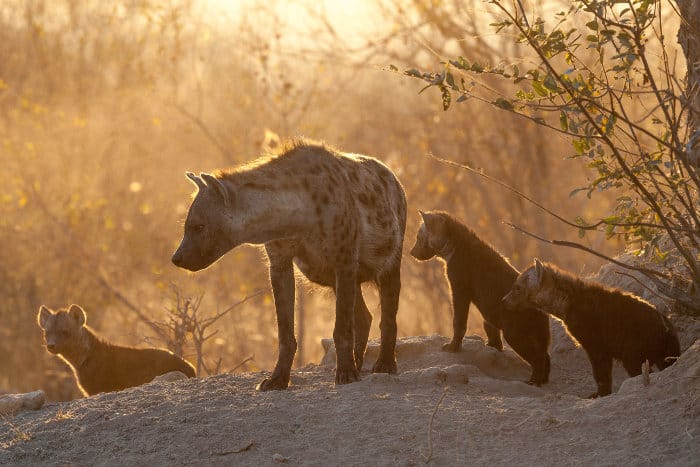 Adult spotted hyena and cubs at their den, Timbavati, South Africa