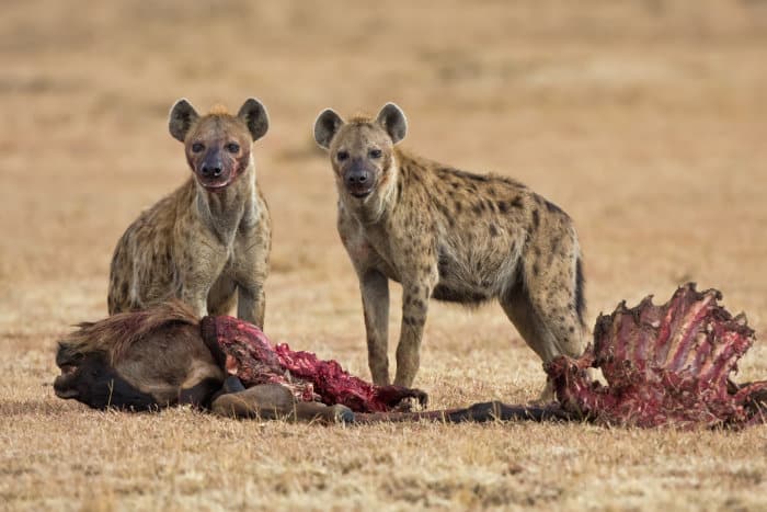 Spotted hyena with their kill on the African savanna