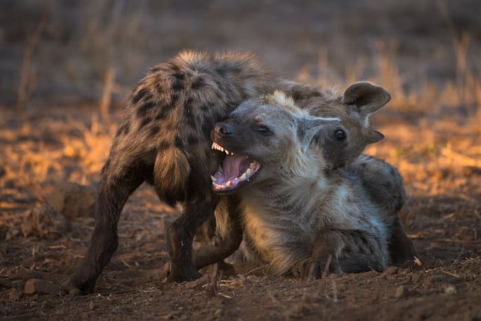 Spotted hyena biting each other playfully, one of them revealing its teeth