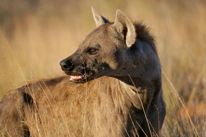 Spotted hyena portrait in the Kalahari