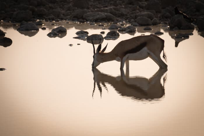 Springbok with reflection, drinking at a waterhole in Etosha