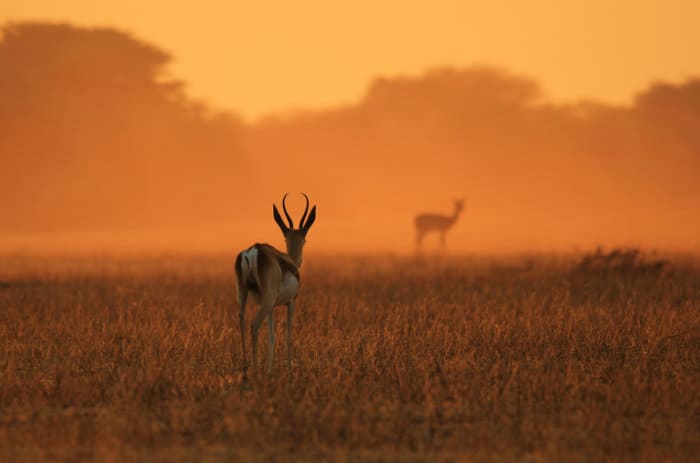 Springbok in golden sunset, Africa