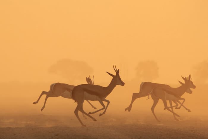 Herd of springbok running against golden sunset