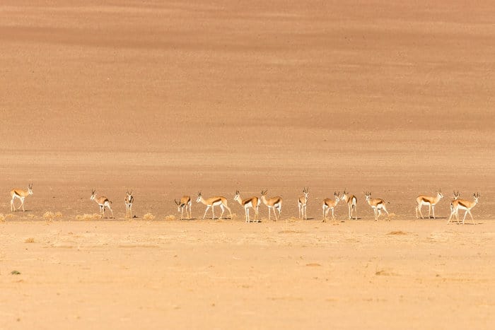 Herd of springbok in the Namibian desert