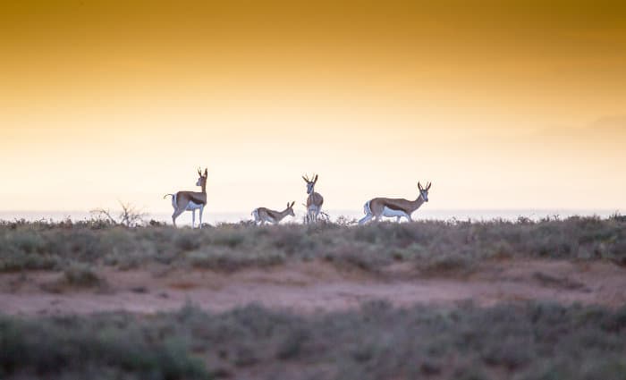 Herd of springbok at sunset in Mountain Zebra National Park