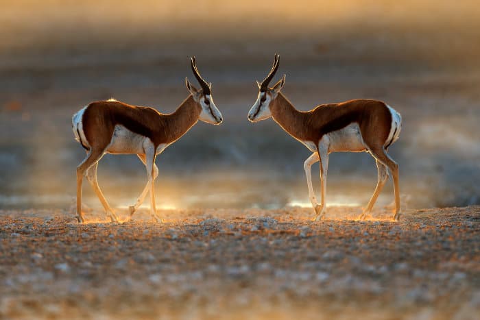 Springbok facing each other, almost like in a mirror