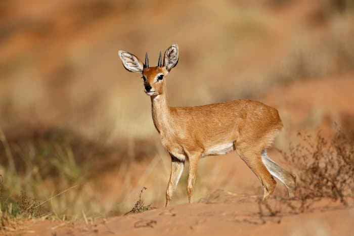 Male steenbok in the Kalahari desert