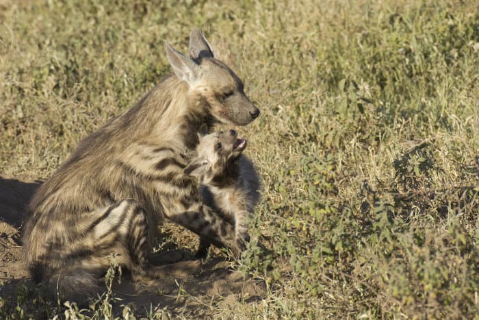 Striped hyena with cub in the Serengeti