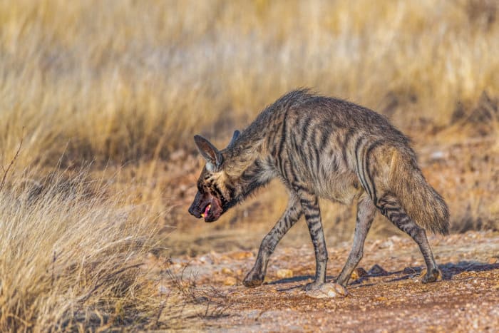 Sudanese striped hyena in Samburu Kenya
