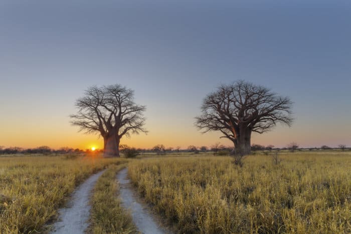 Sunrise at Baines Baobabs campsite in Nxai Pan
