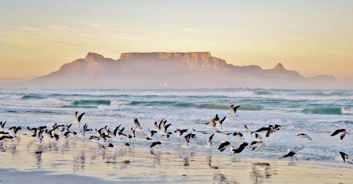 Beach and seagulls, with Table Mountain in the background