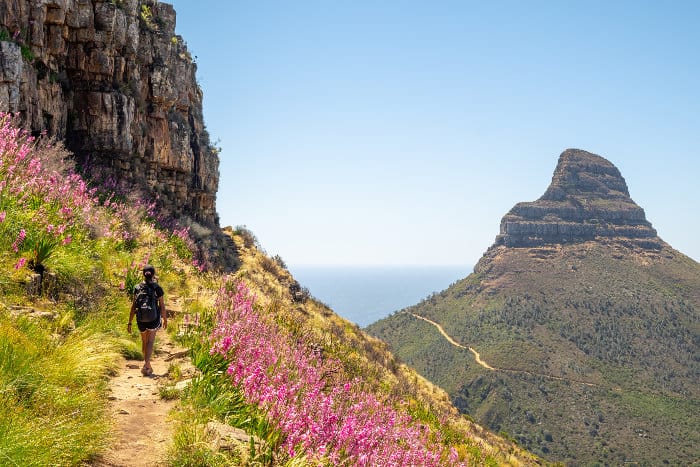 Typical vegetation hiking up Table Mountain, with Lion's Head on the far right