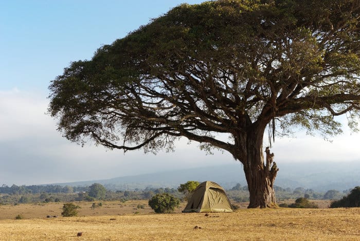 Tent under large tree in the African savanna