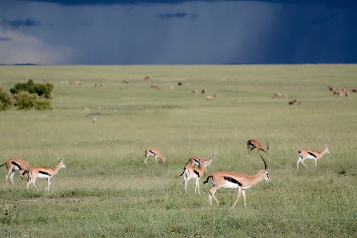 Thomson's gazelle in their natural habitat, Masai Mara