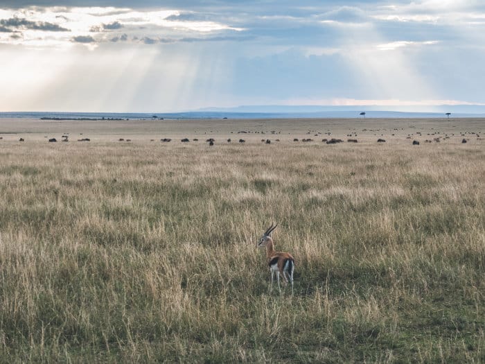 Lone Thomson's gazelle on the Masai Mara plains