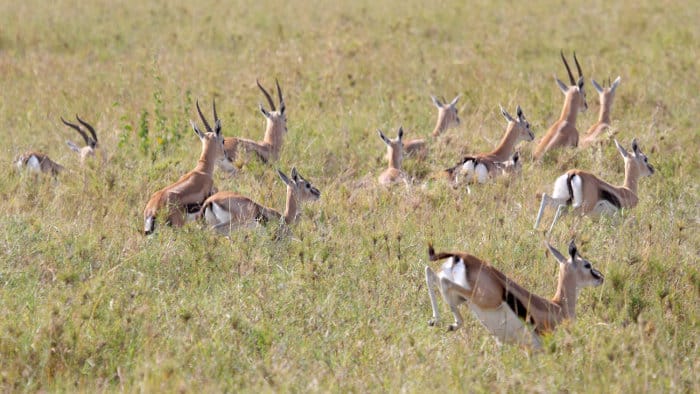 Thomson's gazelle running in the Serengeti
