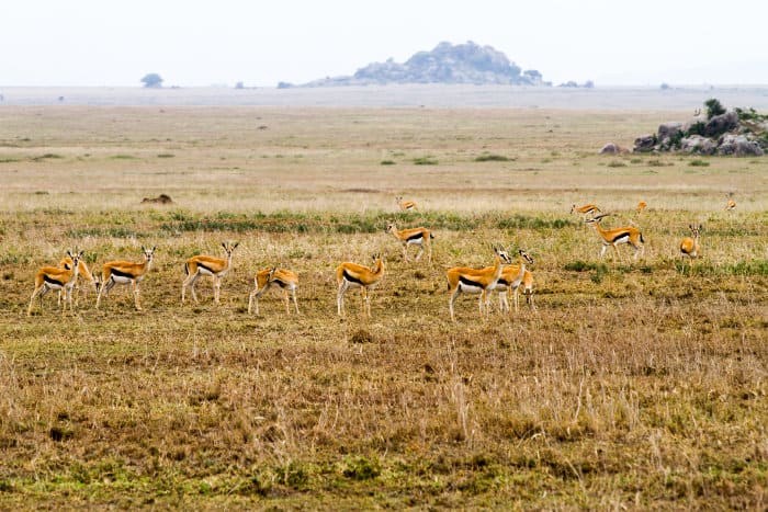 Herd of Thomson's gazelle on the Serengeti plains