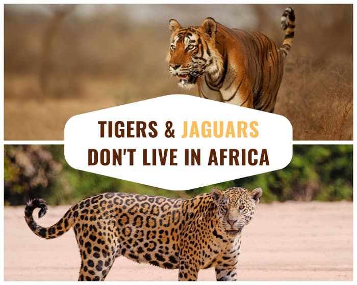Despite certain beliefs, tigers and jaguars are not native to Africa