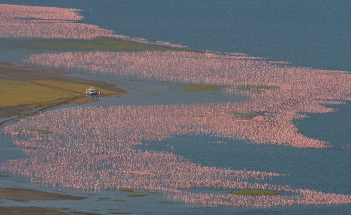 Tourists surrounded by large flocks of flamingo, Lake Nakuru