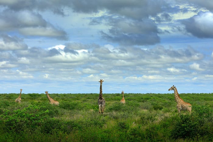 Tower of giraffes in green vegetation, with cloudy sky in the background