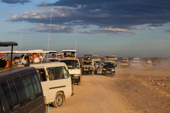 Traffic jam in Amboseli as tourists watch a lion family