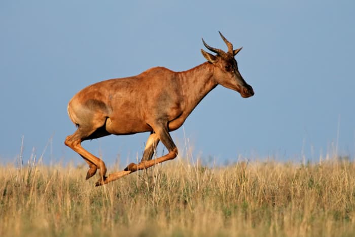 Common tsessebe running on open plain