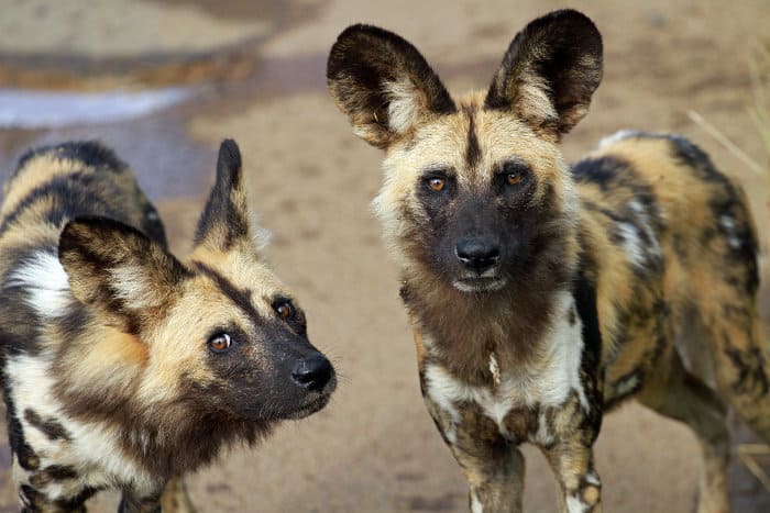 Two wild dogs looking straight at the camera