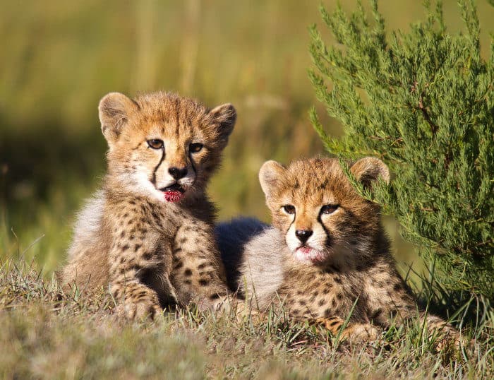 Two cute cheetah cubs, with fresh blood 