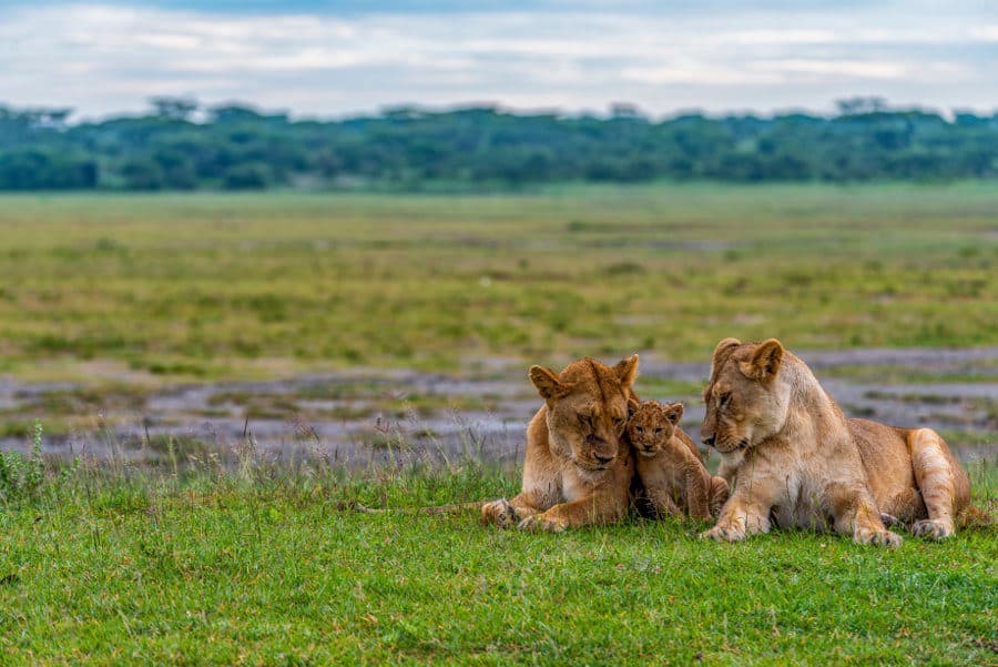 Two lionesses and cub in Lake Ndutu area, Tanzania