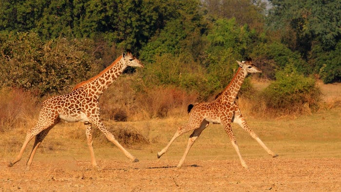 Two young giraffe running in the African wilderness
