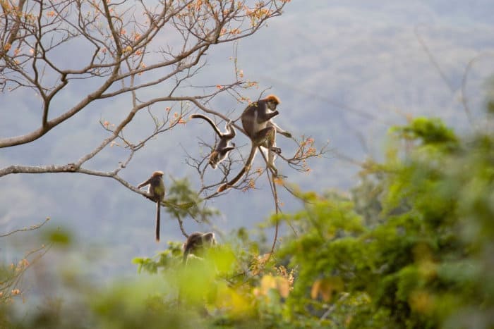 Udzungwa red colobus monkeys playing in a tree