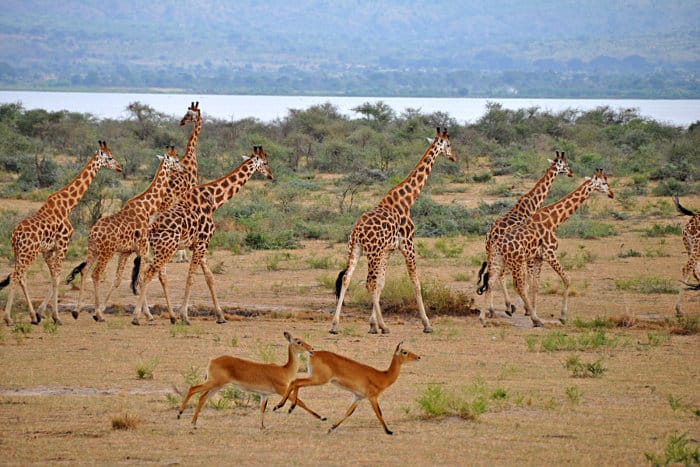 Ugandan kob and giraffe mingle across the plains of Murchison Falls