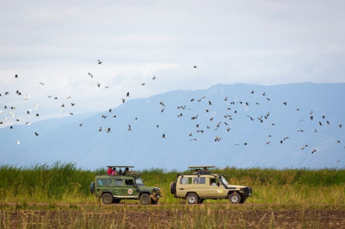 Two safari vehicles looking for animals in Lake Manyara National Park, with flock of birds flying above