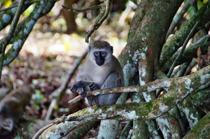 Vervet monkey on Bugala Island, Uganda