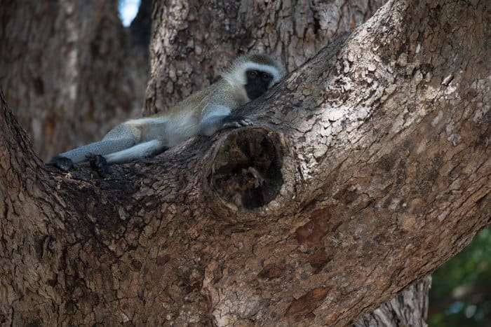 Vervet monkey relaxing in a tree in Katavi National Park