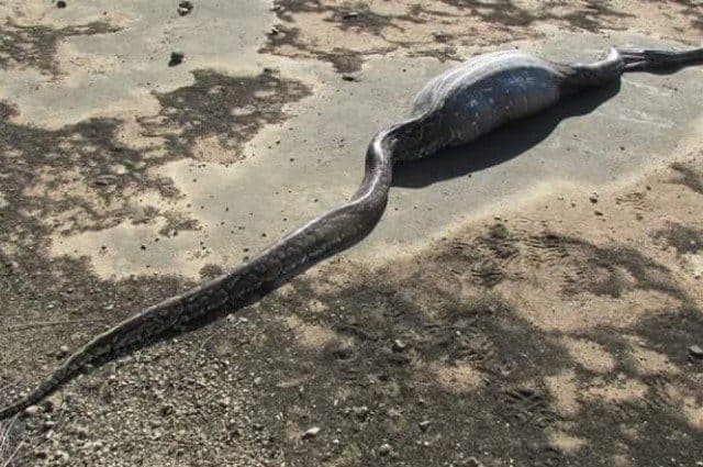 This is what happens when a giant python tries to swallow a giant porcupine (it’s not pretty)