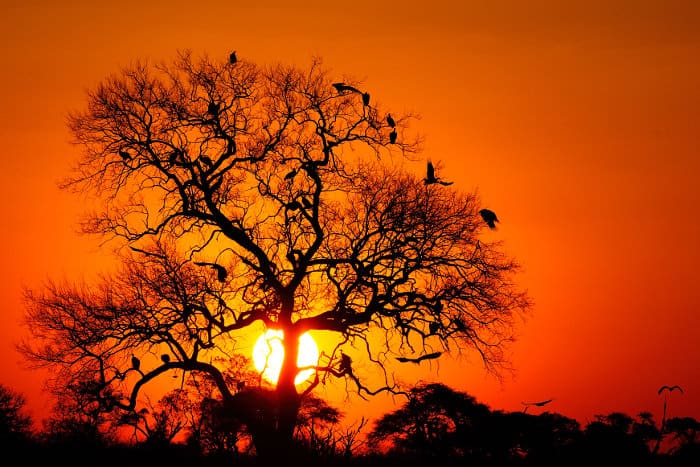 Vultures in a tree at sunset, Hwange National Park, Zimbabwe