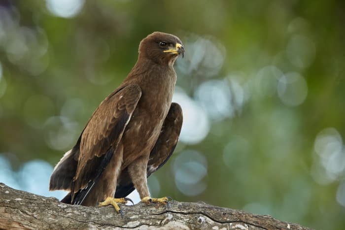 Wahlberg's eagle portrait in a tree