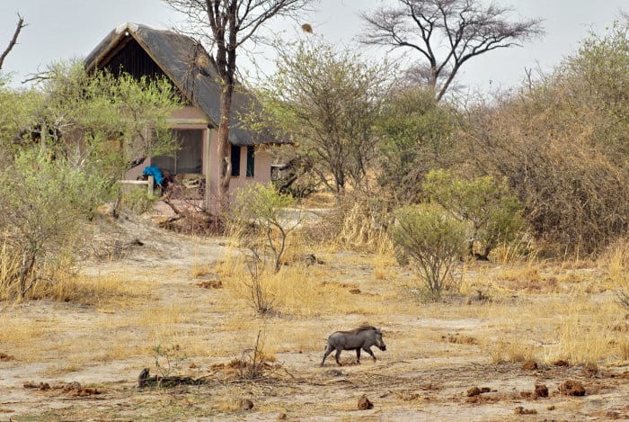 Warthog near a lodge in Botswana