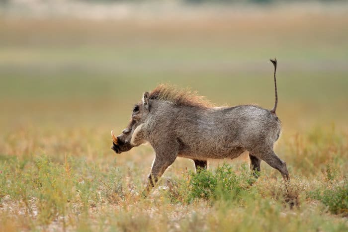 Running warthog with tail upright
