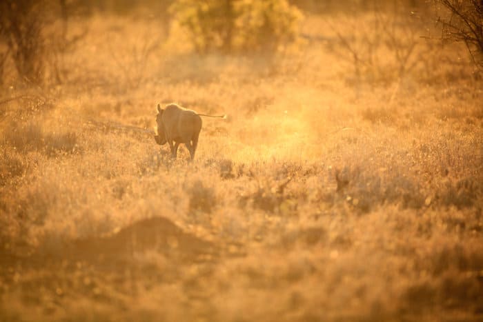 Lone warthog on the move, in late afternoon sunlight