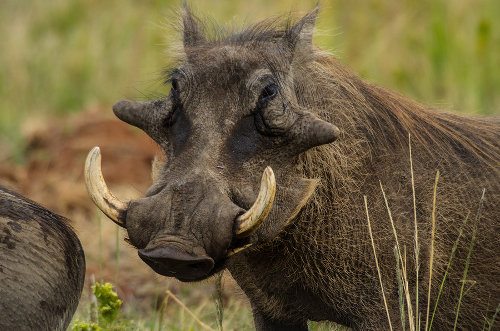 warthog ugly 5
