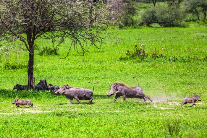 Warthog family having fun