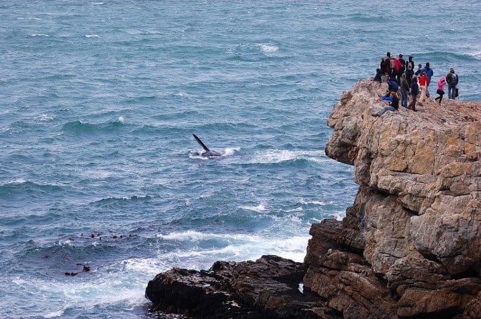 Watching whales from a cliff in Hermanus